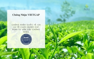An Trà Việt Nam Đạt Chứng Nhận Tiêu Chuẩn VietGAP.